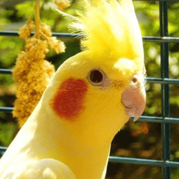 amna test1 profile image