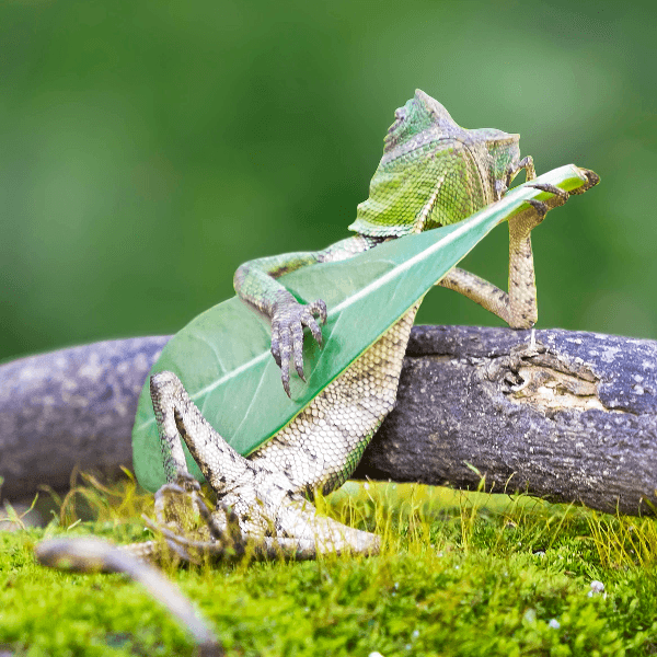 strew beef profile photo