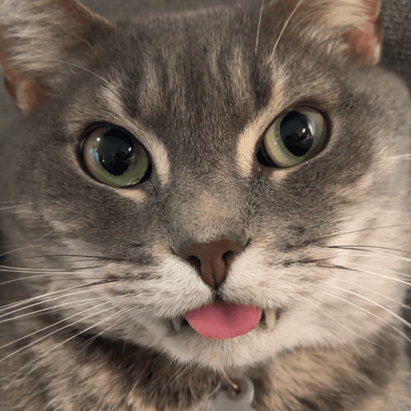 No Engagement Rate profile image