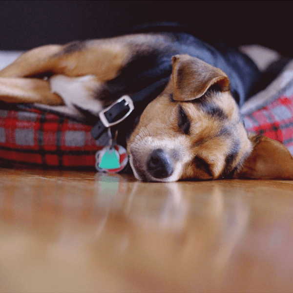 Sleepy Head profile photo