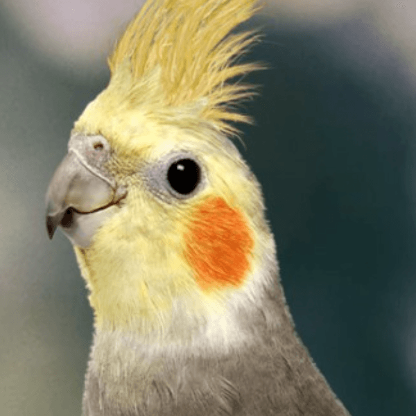 amna test2 profile photo