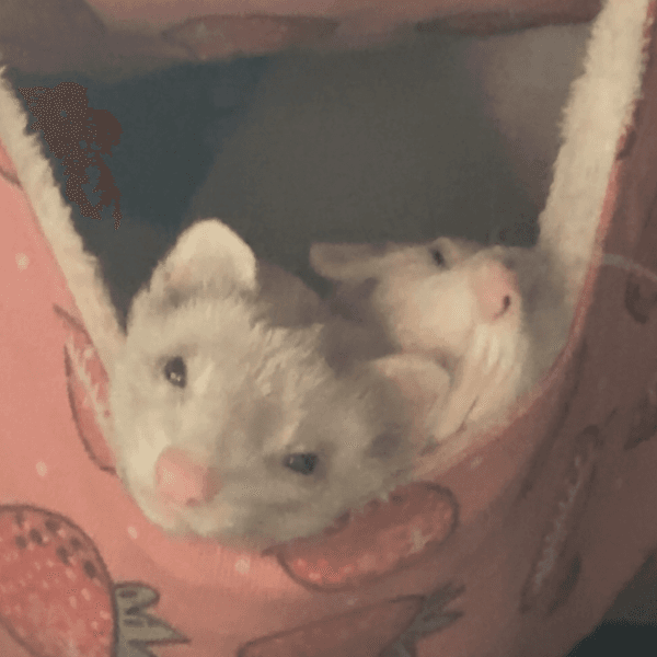 hiking ferret profile photo